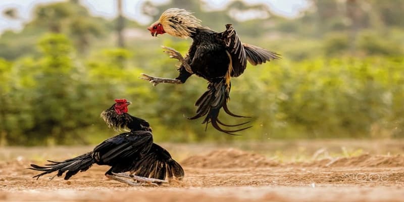 Đá gà trực tiếp c1 Đá gà trực tiếp c1