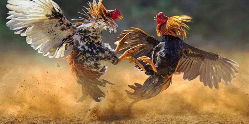 đá gà trực tiếp C1 đá gà trực tiếp C1