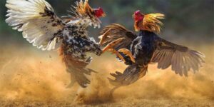 Tìm hiểu về đá gà trực tiếp c1