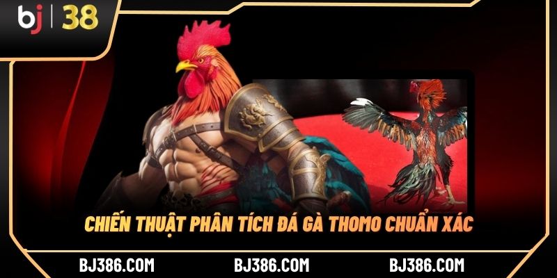 Chiến thuật phân tích đá gà Thomo chuẩn xác
