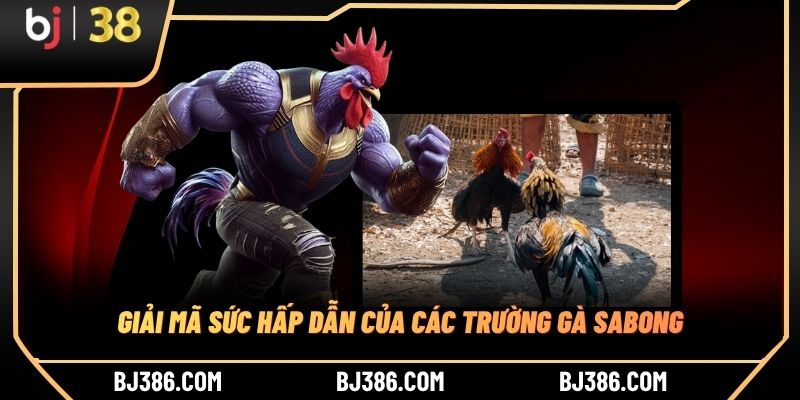 Giải mã sức hấp dẫn của các trường gà Sabong