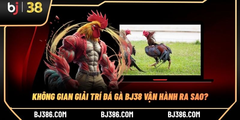 Không gian giải trí đá gà BJ38 vận hành ra sao?