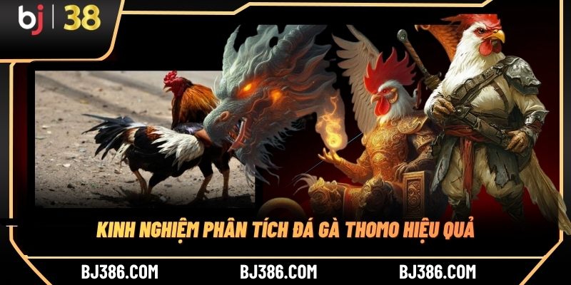 Kinh nghiệm phân tích đá gà Thomo hiệu quả