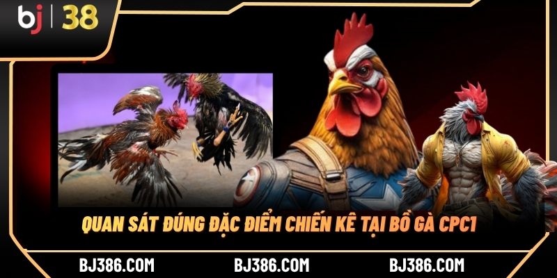 Quan sát đúng đặc điểm chiến kê tại bồ gà CPC1