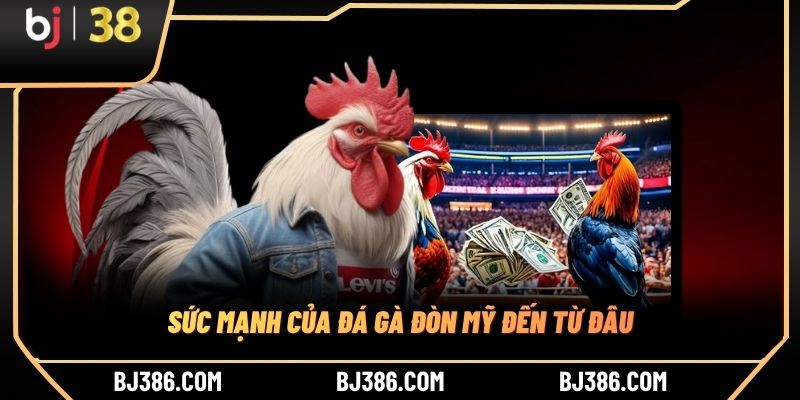 Sức mạnh của đá gà đòn Mỹ đến từ đâu